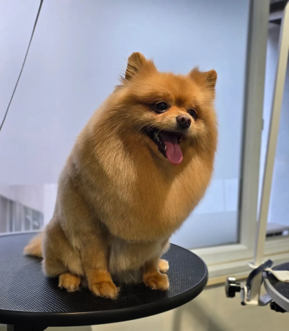 Az Pets Kuaför görseli