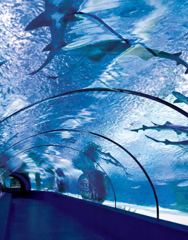 Antalya Aquarium görseli