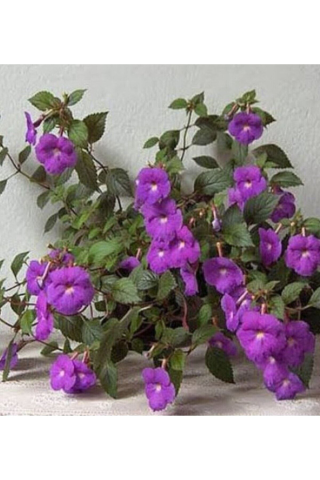 Achimenes görseli