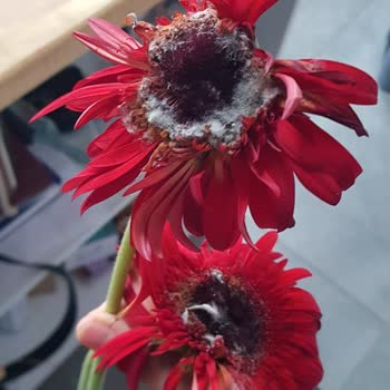Buta Toptan Kesme Çiçekçilik görseli