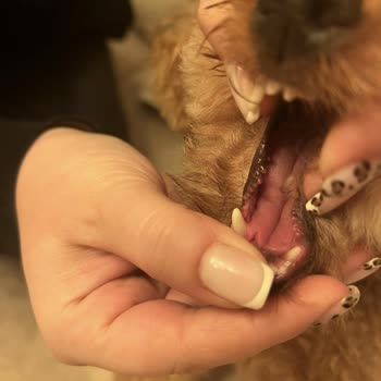 Çağrı Vay Pet Salon görseli