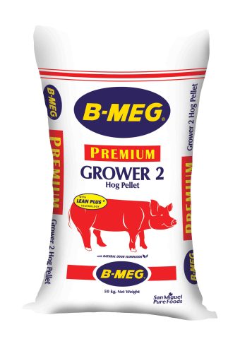 B-MEG görseli