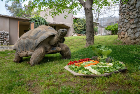 Faruk Yalçın Zoo görseli