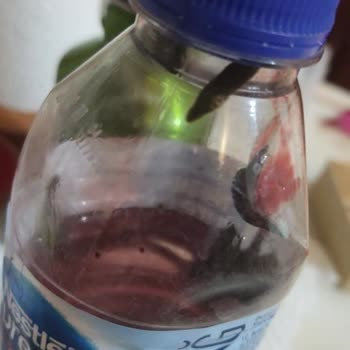 Akyazı Sülük (akyazi_suluk_) görseli