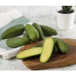 Avokado Bahçem (AvokadoBahcem7) görseli