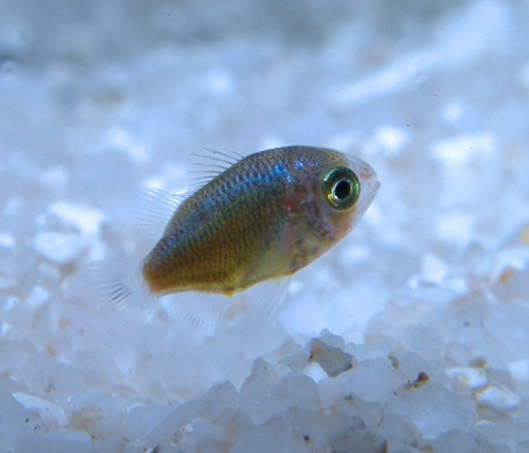 Baby Fish görseli