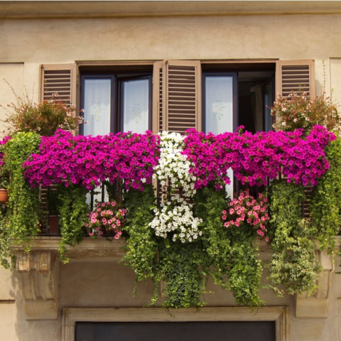 Balcony Flowers görseli