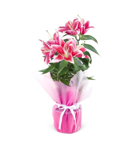Hasal Flower görseli