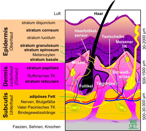 Epidermis görseli