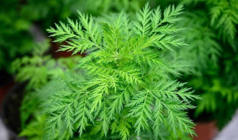 Artemisia Tıbbi Bitki görseli