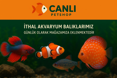 CanlıPetShop görseli