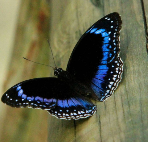 Blue Butterfly görseli