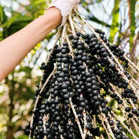 Acai Berry görseli