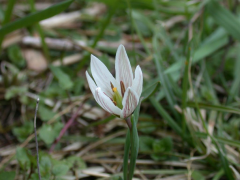 Amana görseli