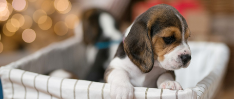 Bahçeşehir Köpek Oteli görseli