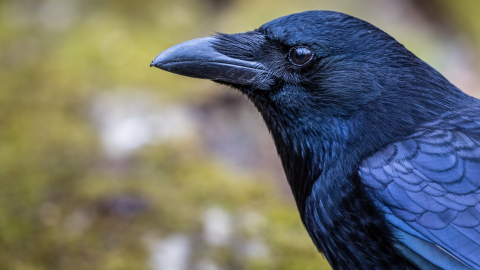 Crow's görseli