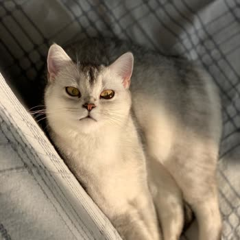 Çamlıbel Veteriner (Mersin) görseli
